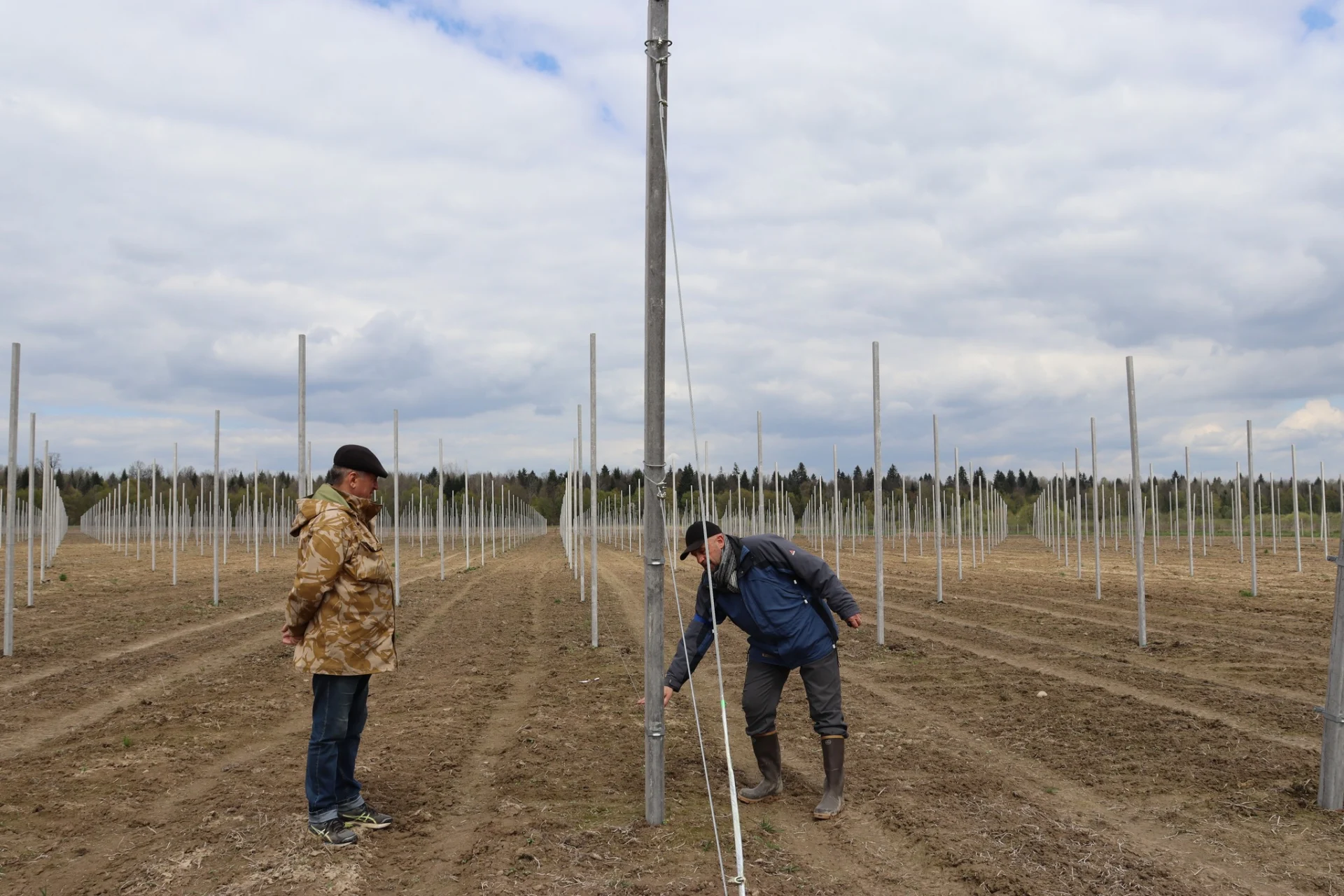 В Солотвинській територіальній громаді почали висадку фруктових дерев.