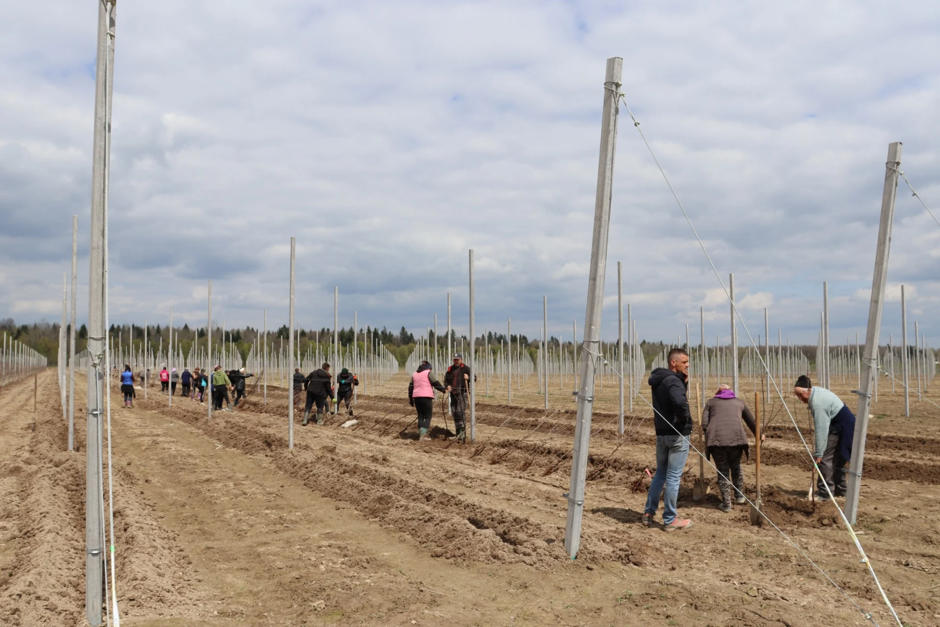 В Солотвинській територіальній громаді почали висадку фруктових дерев.
