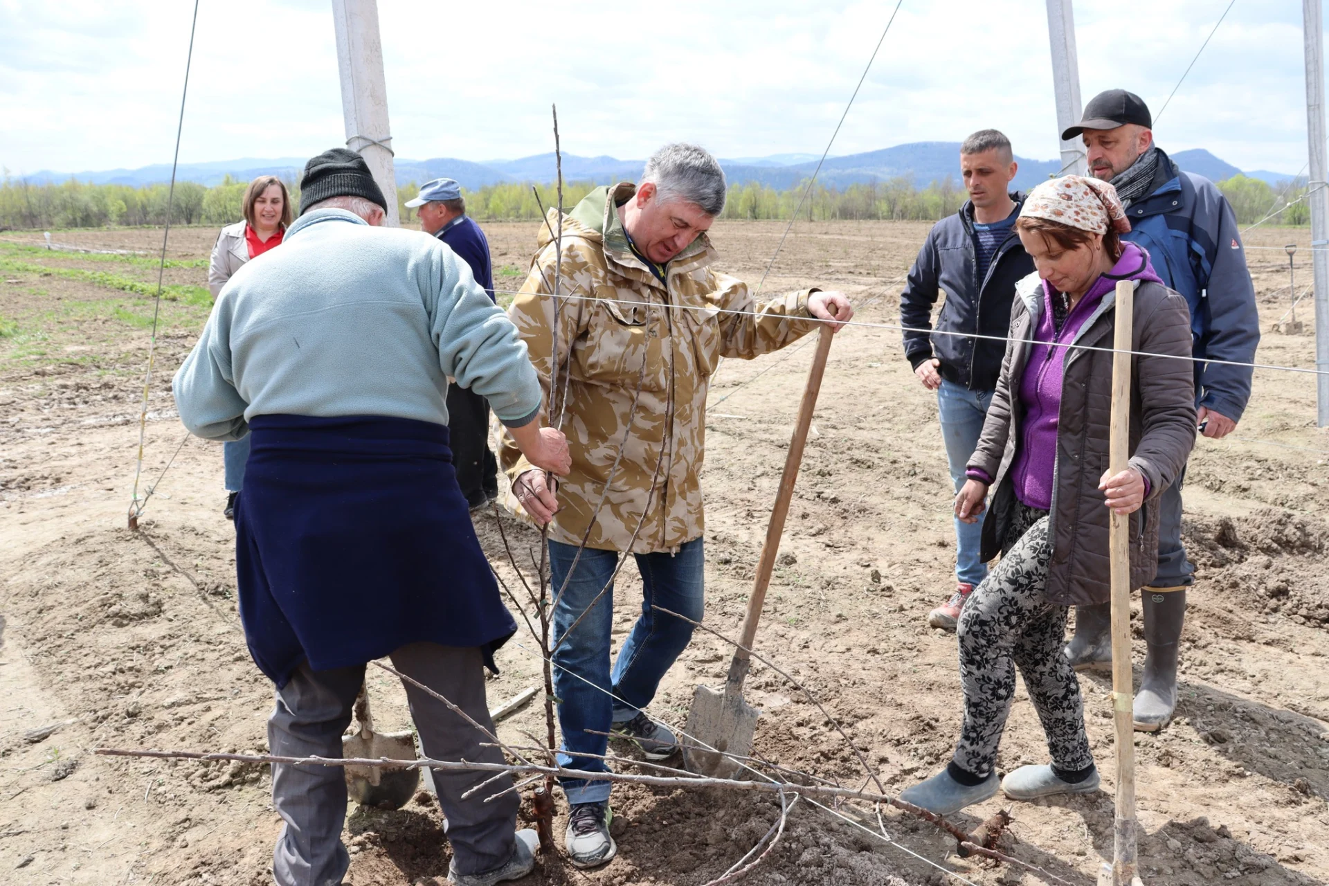 В Солотвинській територіальній громаді почали висадку фруктових дерев.