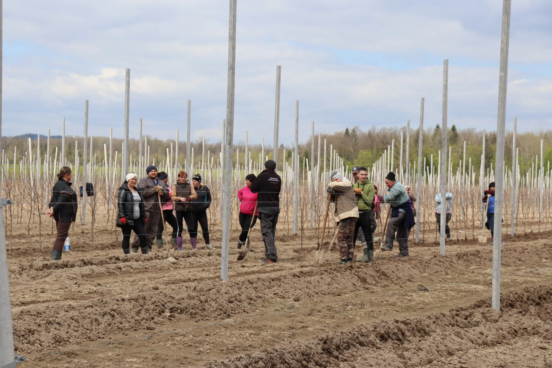 В Солотвинській територіальній громаді почали висадку фруктових дерев.