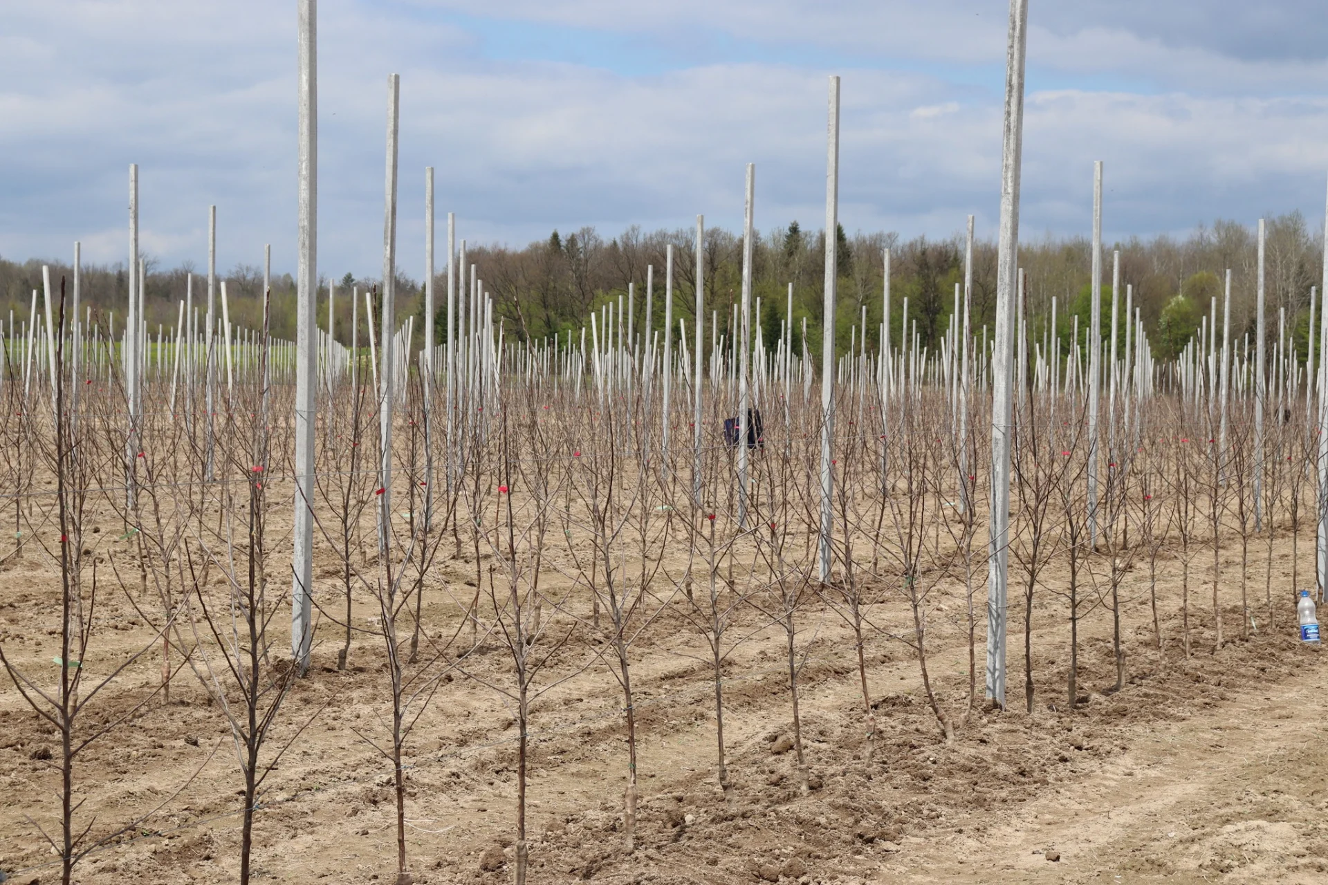 В Солотвинській територіальній громаді почали висадку фруктових дерев.