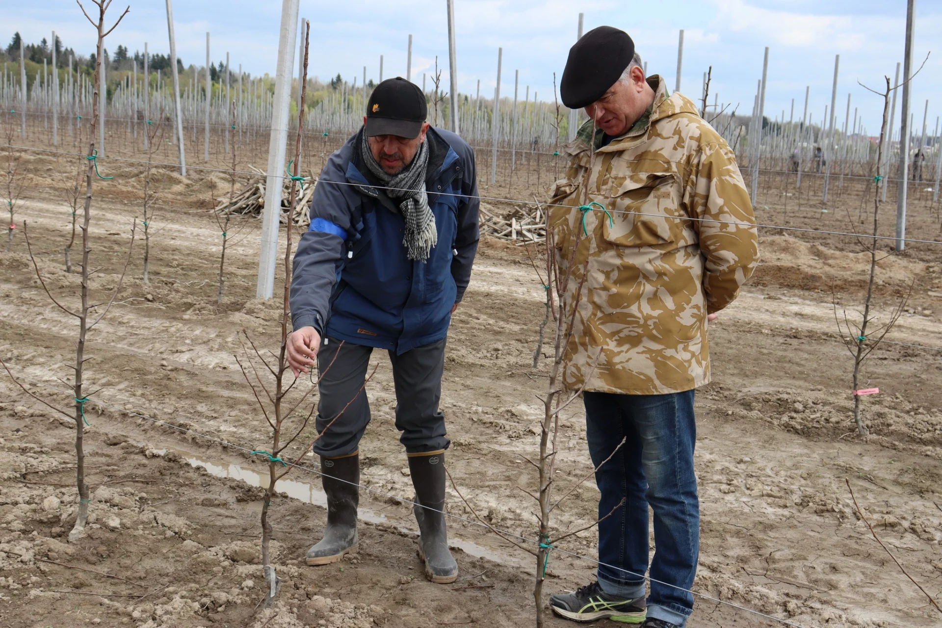 В Солотвинській територіальній громаді почали висадку фруктових дерев.