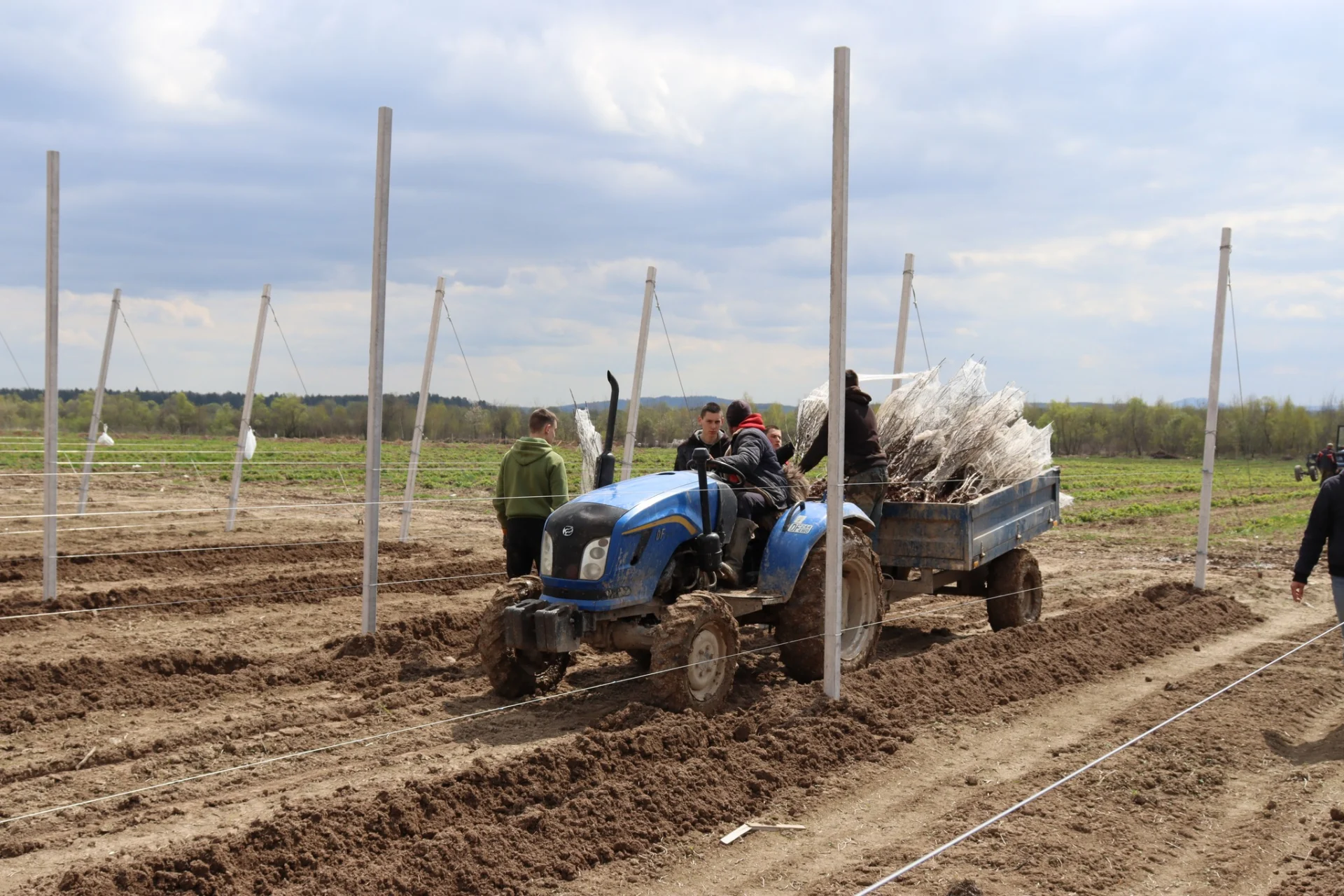 В Солотвинській територіальній громаді почали висадку фруктових дерев.