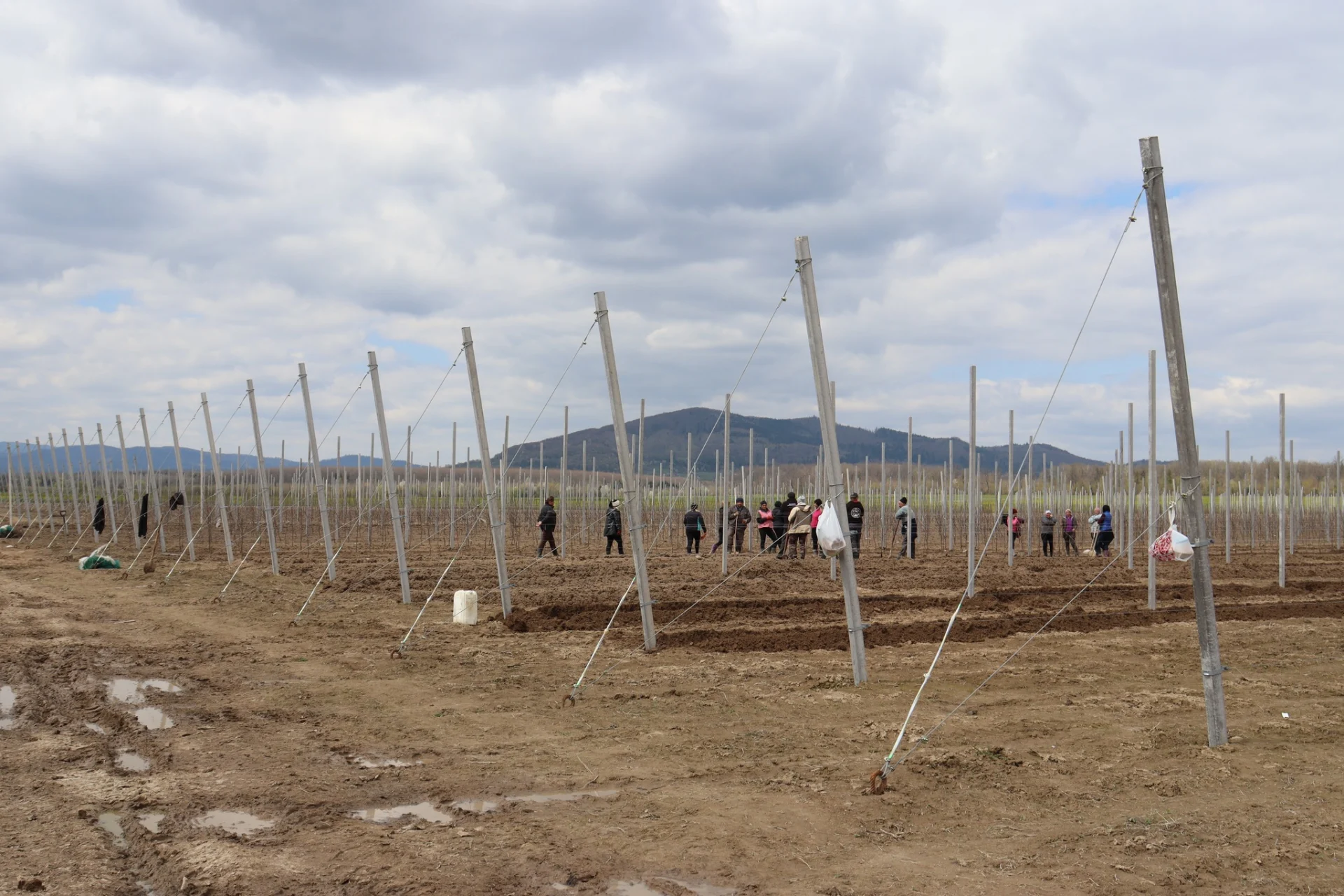 В Солотвинській територіальній громаді почали висадку фруктових дерев.