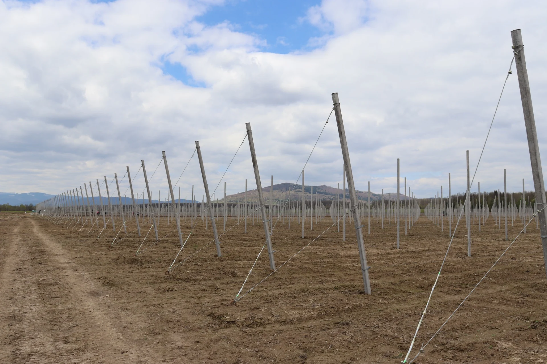В Солотвинській територіальній громаді почали висадку фруктових дерев.