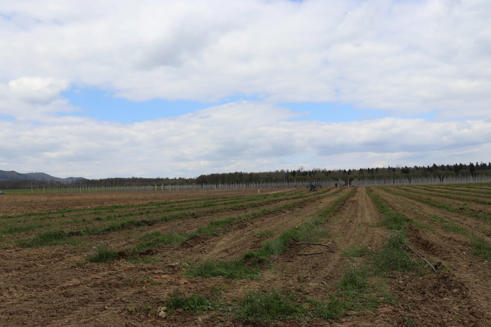 В Солотвинській територіальній громаді почали висадку фруктових дерев.