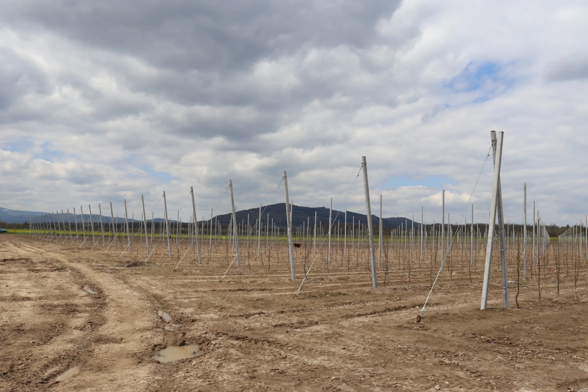 В Солотвинській територіальній громаді почали висадку фруктових дерев.
