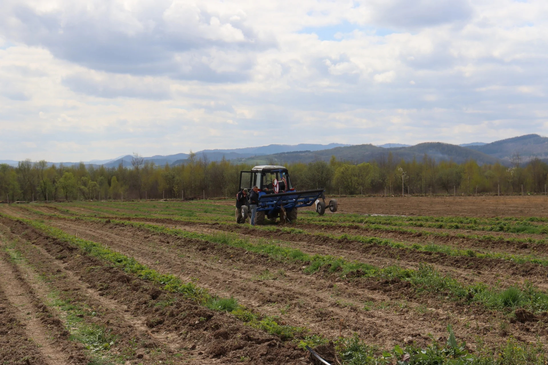В Солотвинській територіальній громаді почали висадку фруктових дерев.