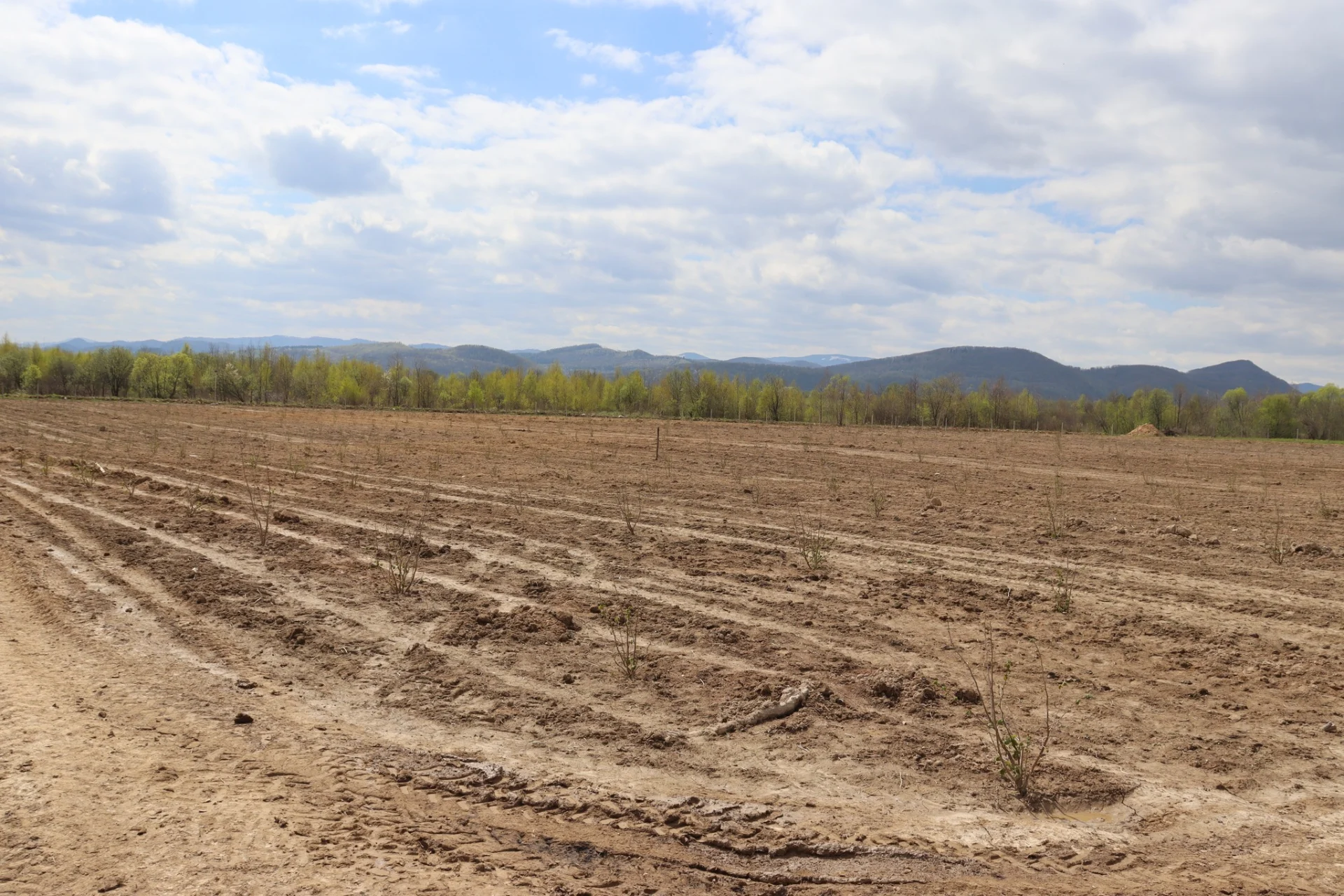 В Солотвинській територіальній громаді почали висадку фруктових дерев.