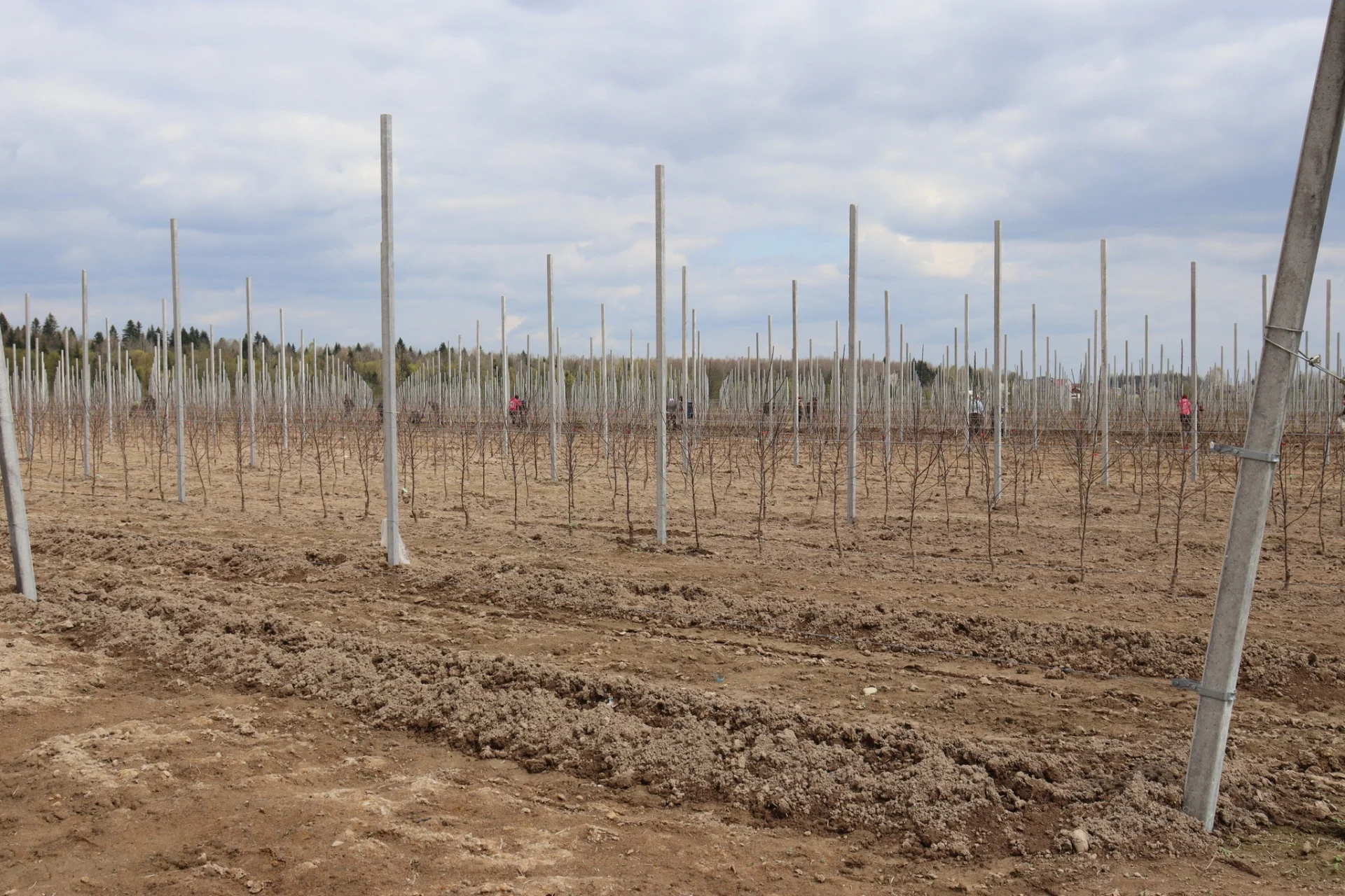 В Солотвинській територіальній громаді почали висадку фруктових дерев.