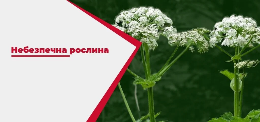 Борщівник Сосновського: чому він небезпечний і як з ним боротися?