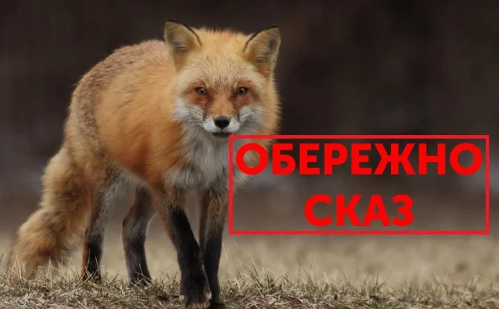 Увага: встановлено випадки сказу в дикий фауні